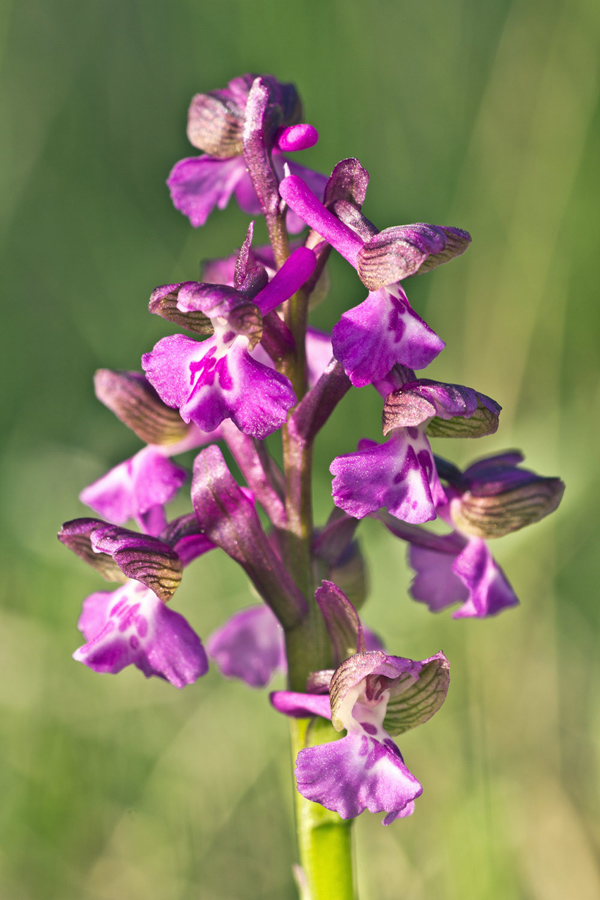 Anacamptis morio